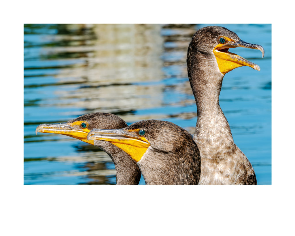 Double-crested Cormorant Wildlife Photography Print | Tiny Desk Photos No. 261