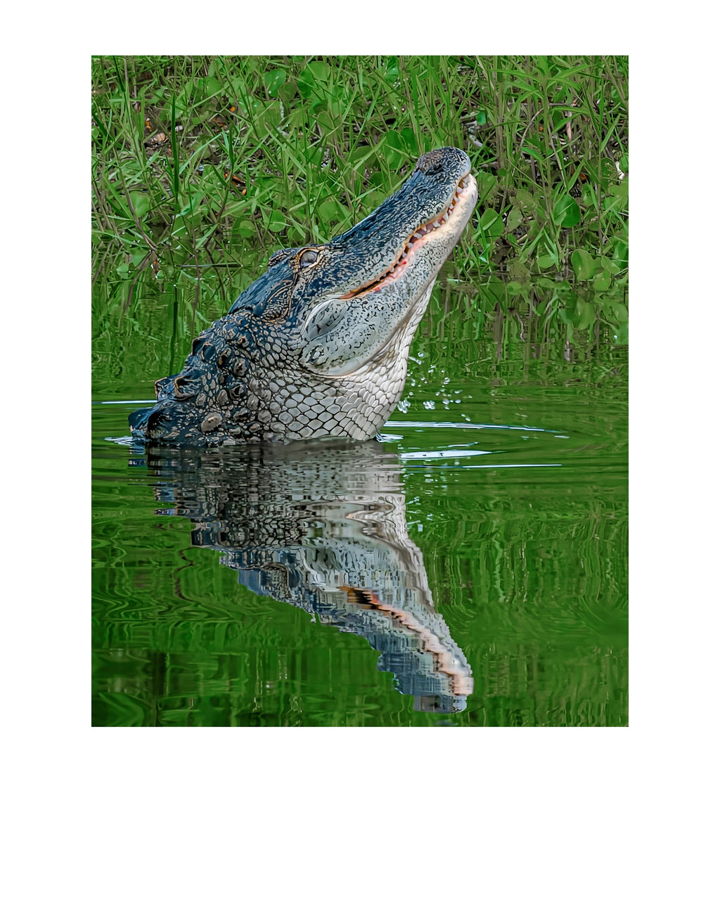 American Alligator Wildlife Photography Print | Tiny Desk Photos No. 262