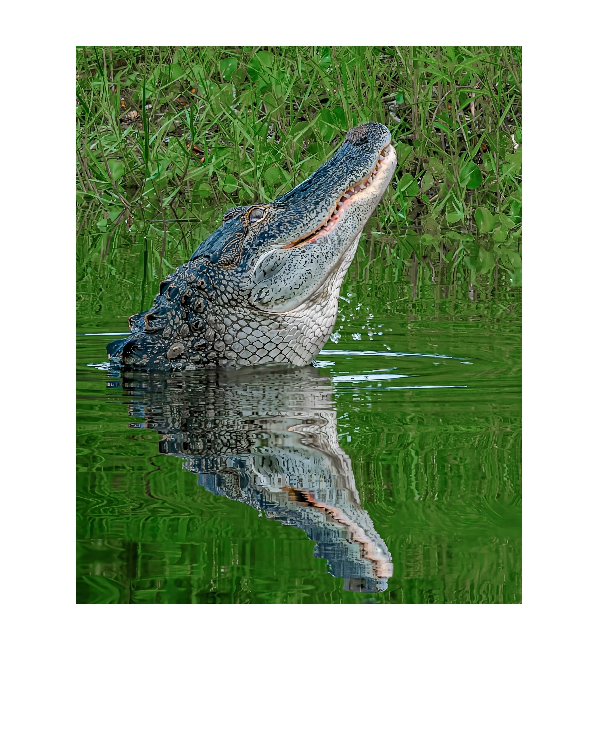American Alligator Wildlife Photography Print | Tiny Desk Photos No. 262