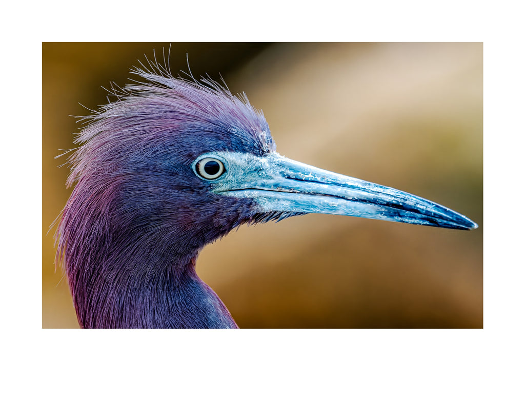 Little Blue Heron Wildlife Photography Print | Tiny Desk Photos No. 263