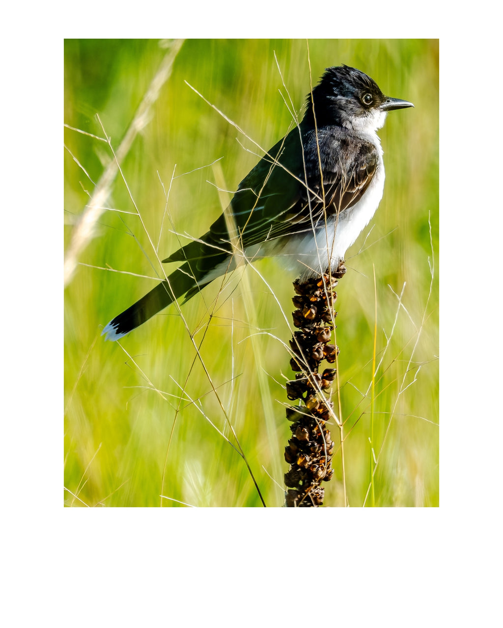 Eastern Kingbird Wildlife Photography Print | Tiny Desk Photos No. 264