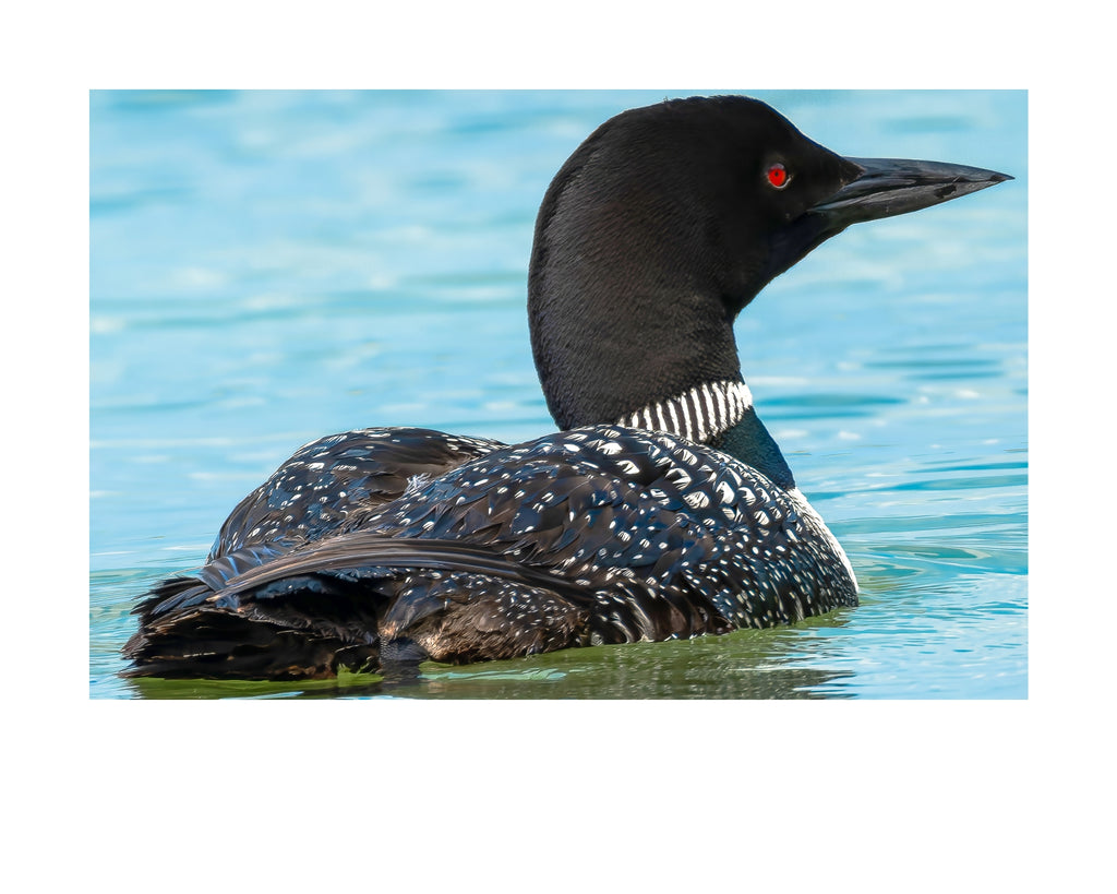 Common Loon Wildlife Photography Print | Tiny Desk Photos No. 265