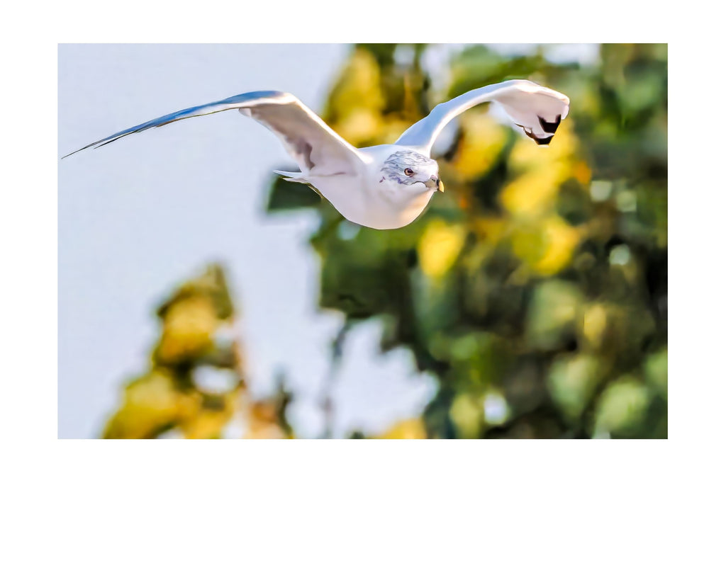 Ring-billed Gull In Flight Wildlife Photography Print | Tiny Desk Photos No. 29
