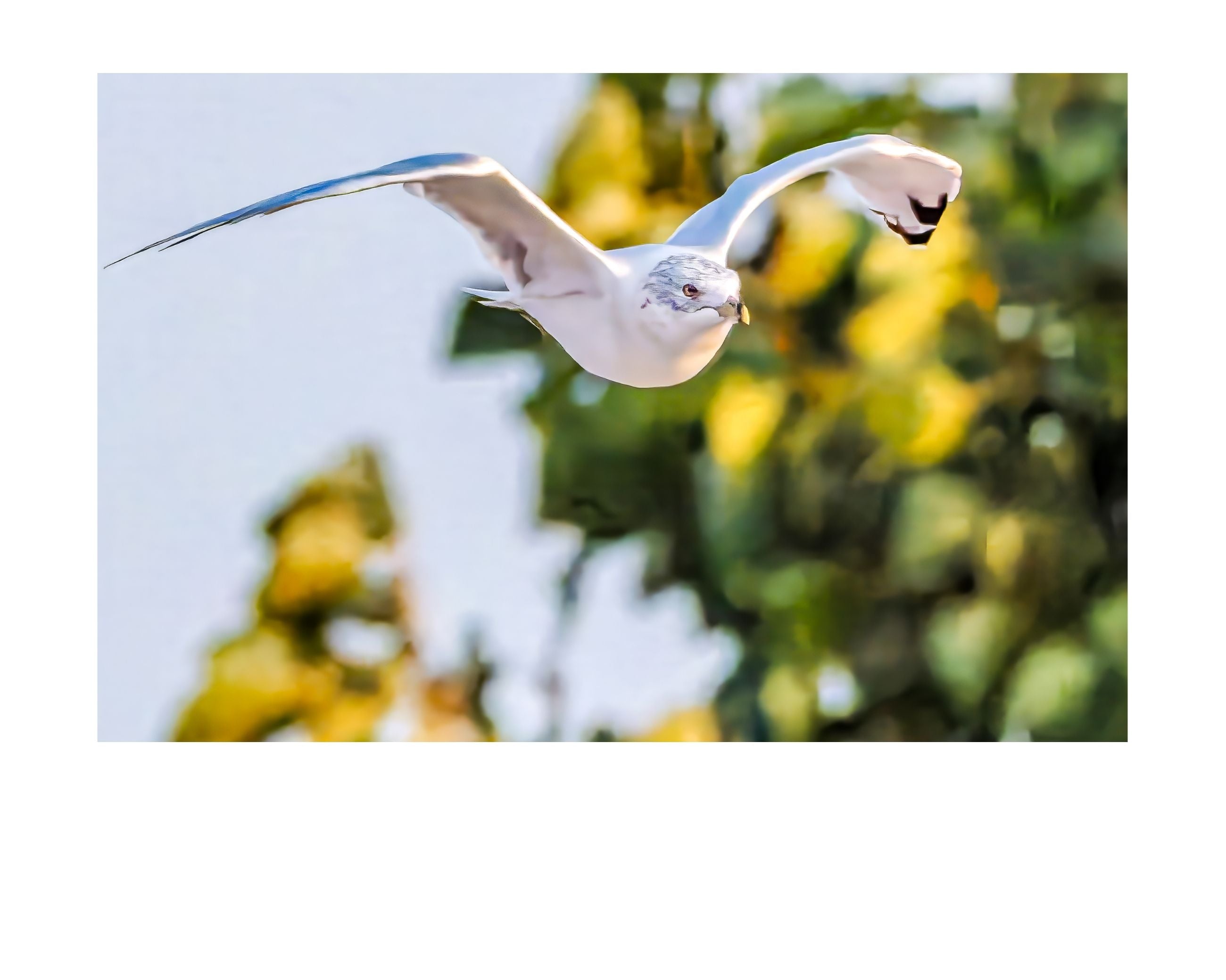 Ring-billed Gull In Flight Wildlife Photography Print | Tiny Desk Photos No. 29
