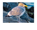 Ring-billed Gull Rock Perch Wildlife Photography Print | Tiny Desk Photos No. 31