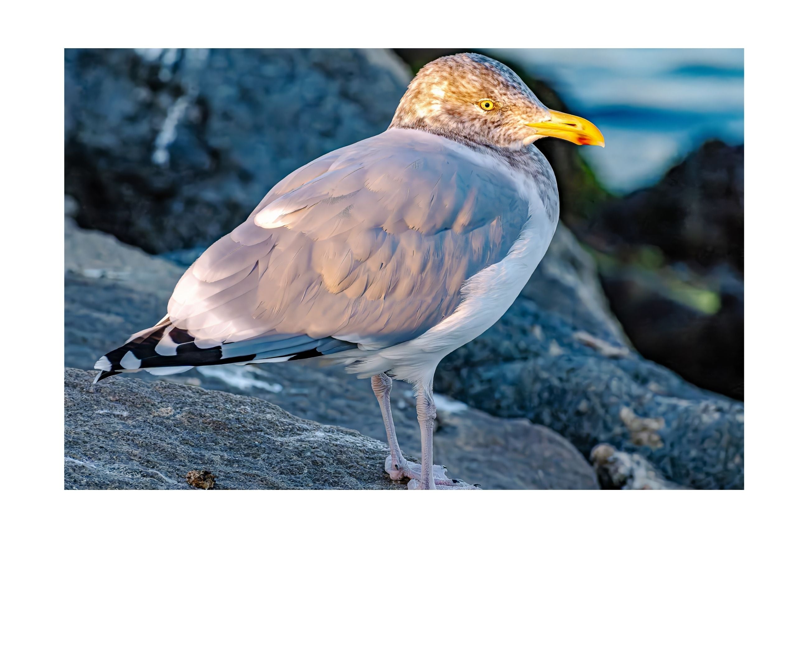 Ring-billed Gull Rock Perch Wildlife Photography Print | Tiny Desk Photos No. 31