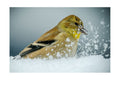 American Goldfinch Snow Wildlife Photography Print | Tiny Desk Photos No. 32