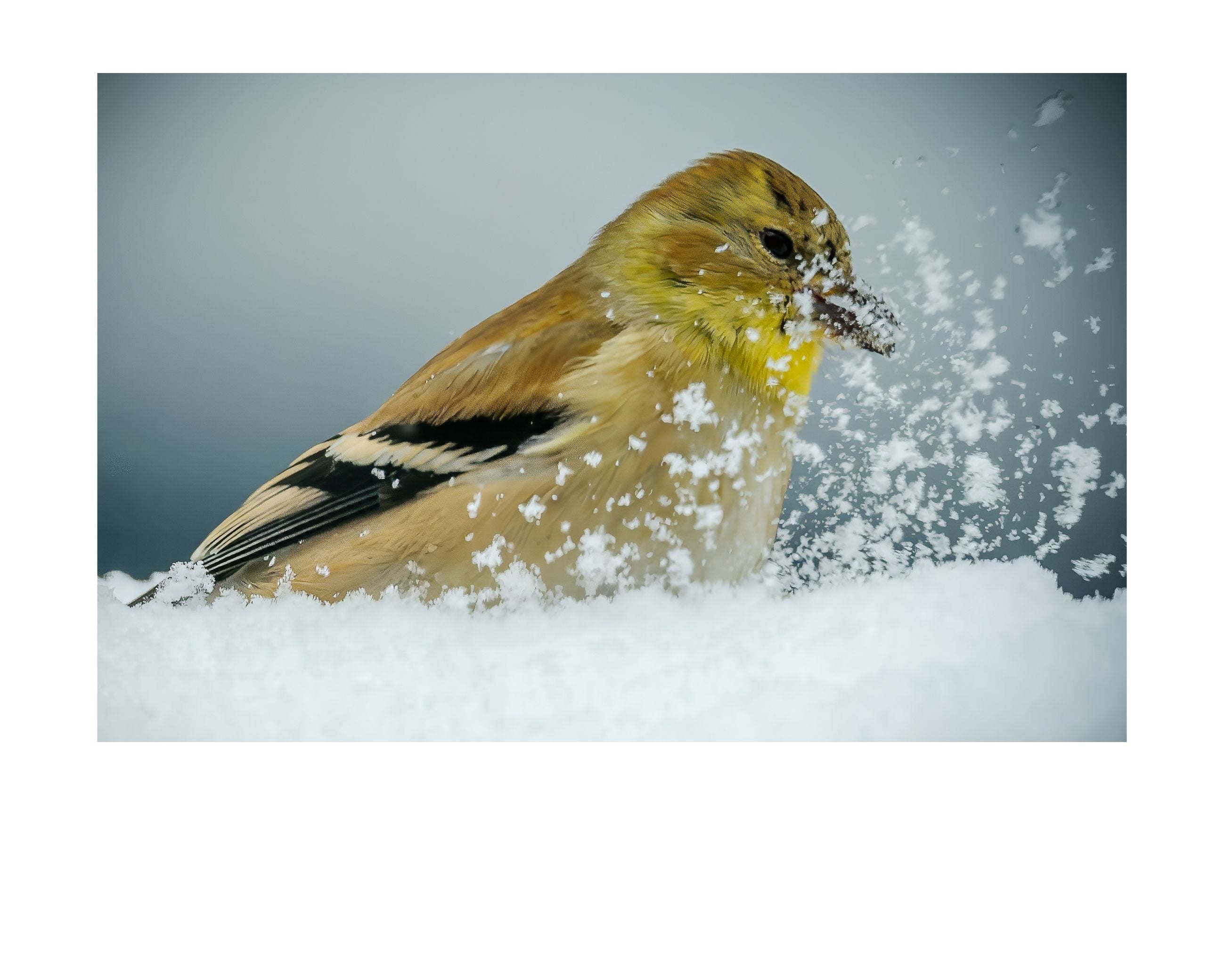 American Goldfinch Snow Wildlife Photography Print | Tiny Desk Photos No. 32