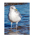 Ring-billed Gull Shoreline Portrait Wildlife Photography Print | Tiny Desk Photos No. 33
