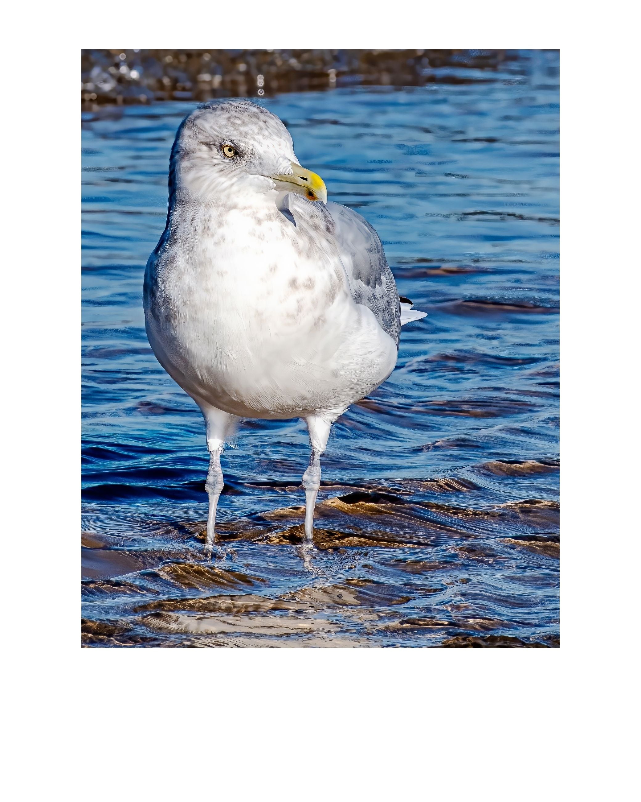 Ring-billed Gull Shoreline Portrait Wildlife Photography Print | Tiny Desk Photos No. 33