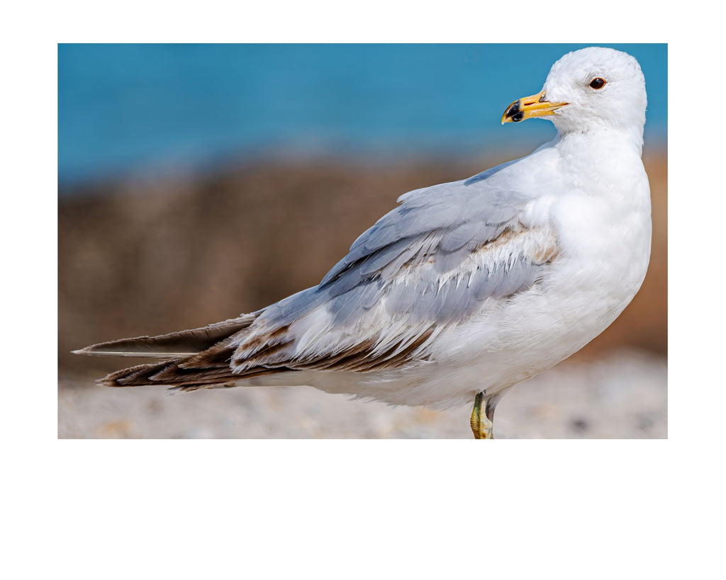 Ring-billed Gull Beach Profile Wildlife Photography Print | Tiny Desk Photos No. 34