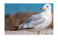Ring-billed Gull Beach Profile Wildlife Photography Print | Tiny Desk Photos No. 34