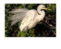 Great Egret Breeding Plumage Wildlife Photography Print | Tiny Desk Photos No. 35
