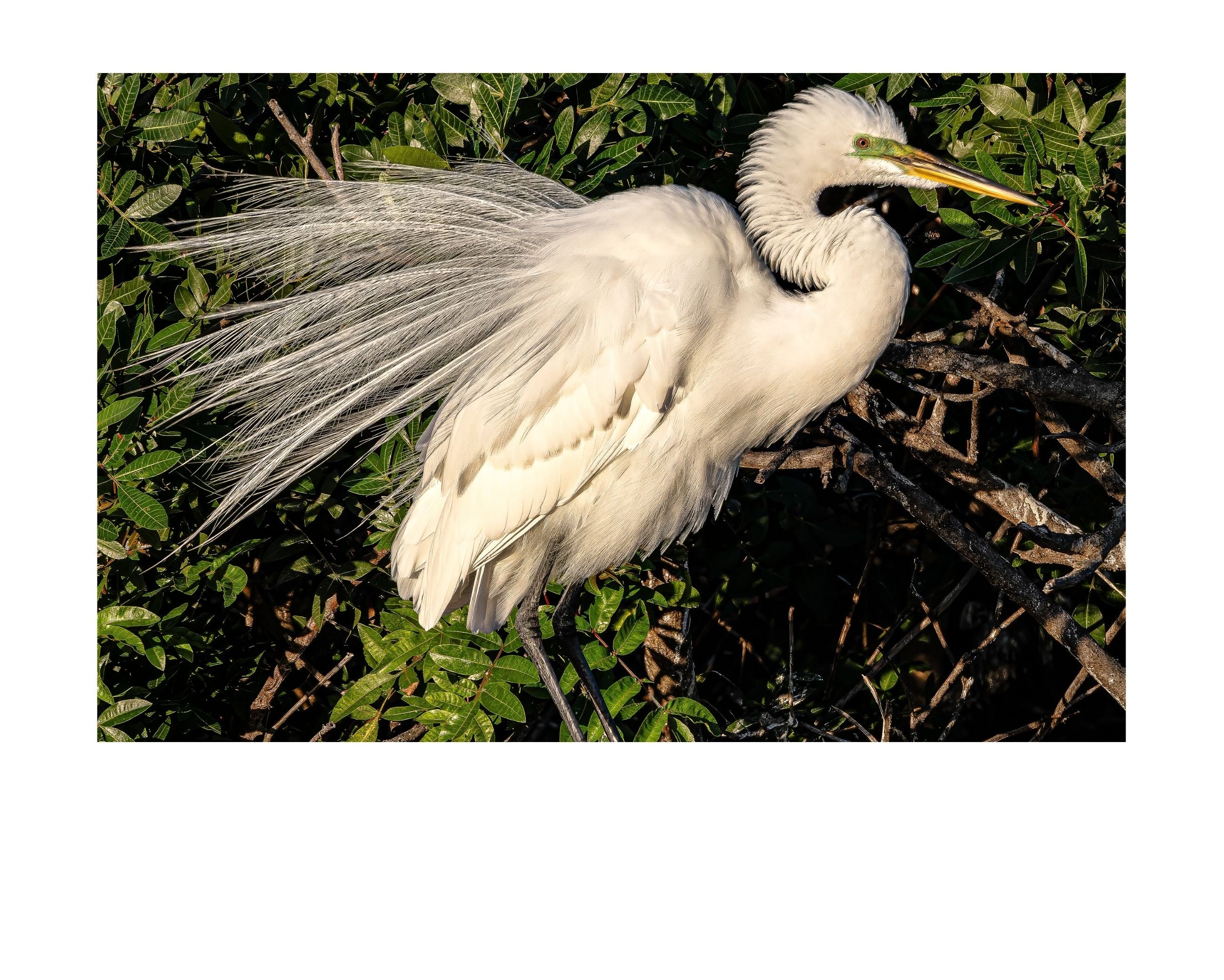 Great Egret Breeding Plumage Wildlife Photography Print | Tiny Desk Photos No. 35