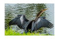Anhinga Wings Spread Wildlife Photography Print | Tiny Desk Photos No. 36