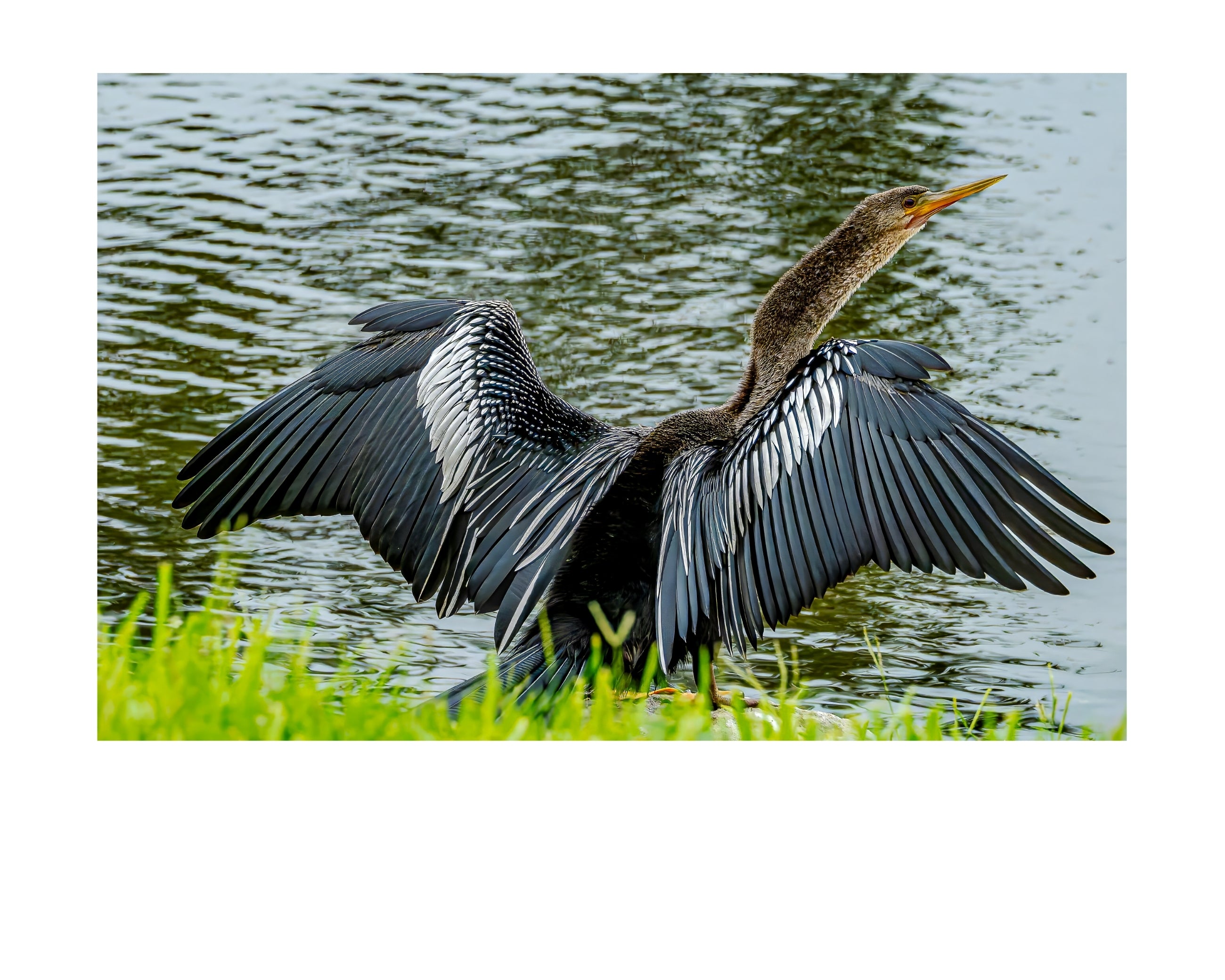 Anhinga Wings Spread Wildlife Photography Print | Tiny Desk Photos No. 36