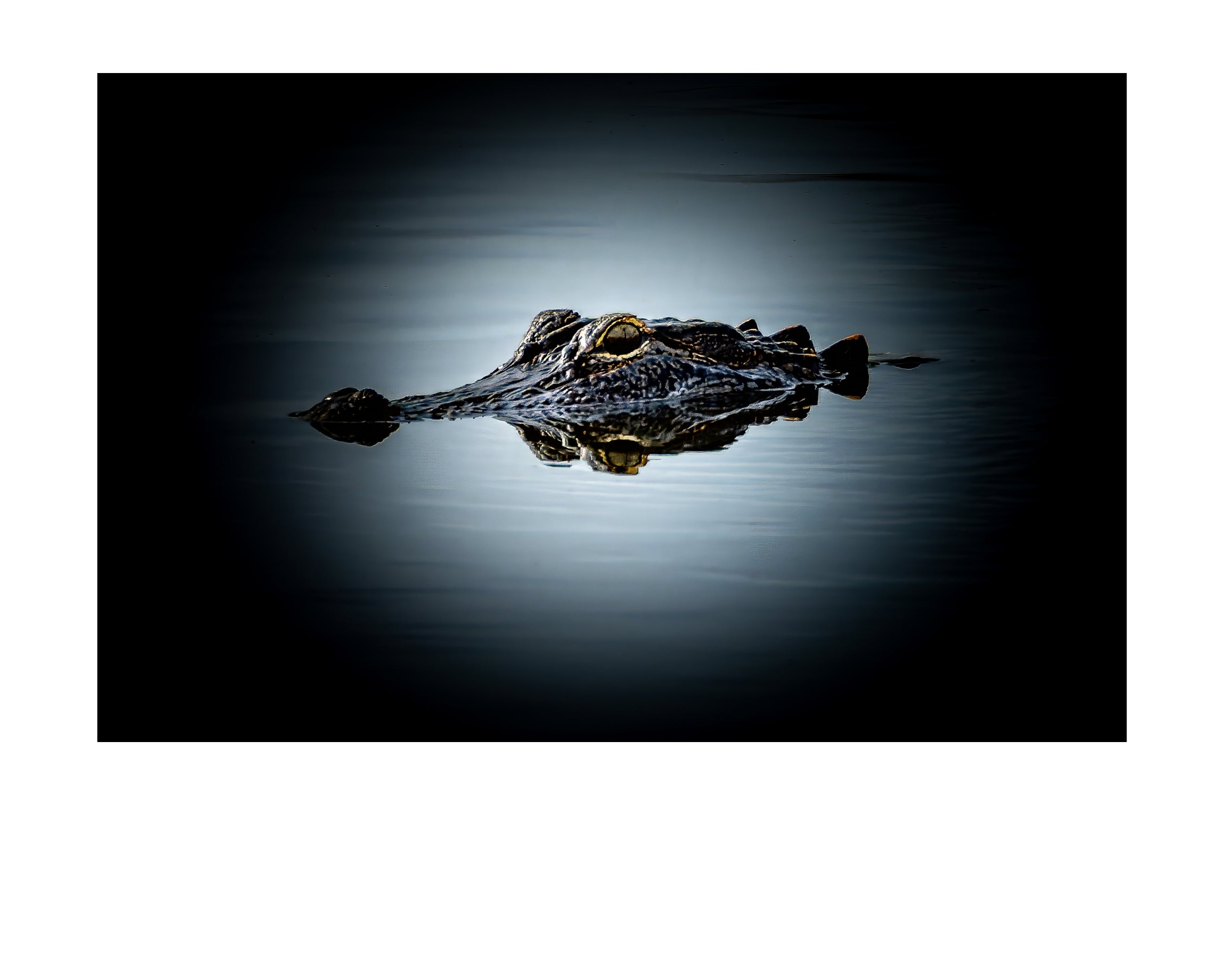 American Alligator Head Above Water Wildlife Photography Print | Tiny Desk Photos No. 37