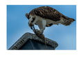Osprey Catching Fish Wildlife Photography Print | Tiny Desk Photos No. 38