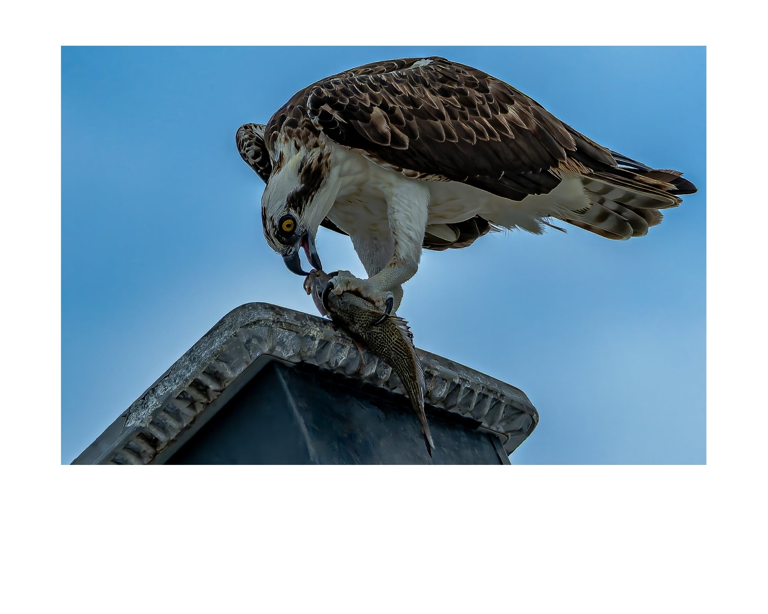 Osprey Catching Fish Wildlife Photography Print | Tiny Desk Photos No. 38