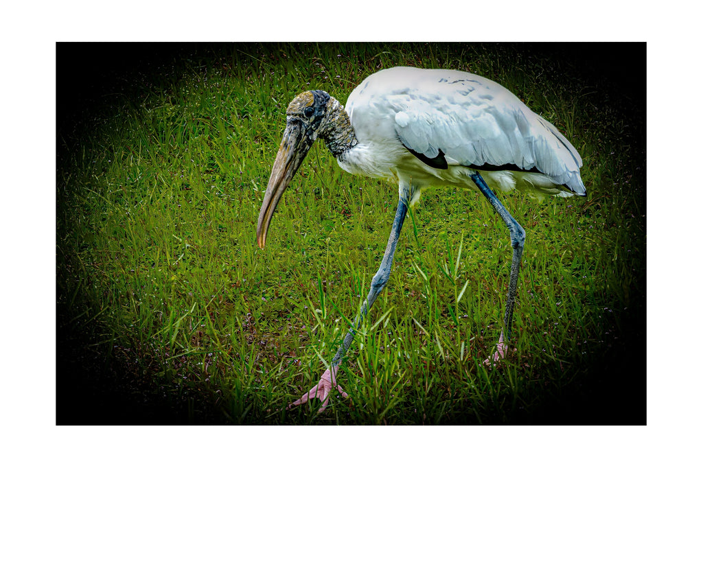 Wood Stork Foraging Wildlife Photography Print | Tiny Desk Photos No. 40