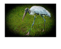 Wood Stork Foraging Wildlife Photography Print | Tiny Desk Photos No. 40
