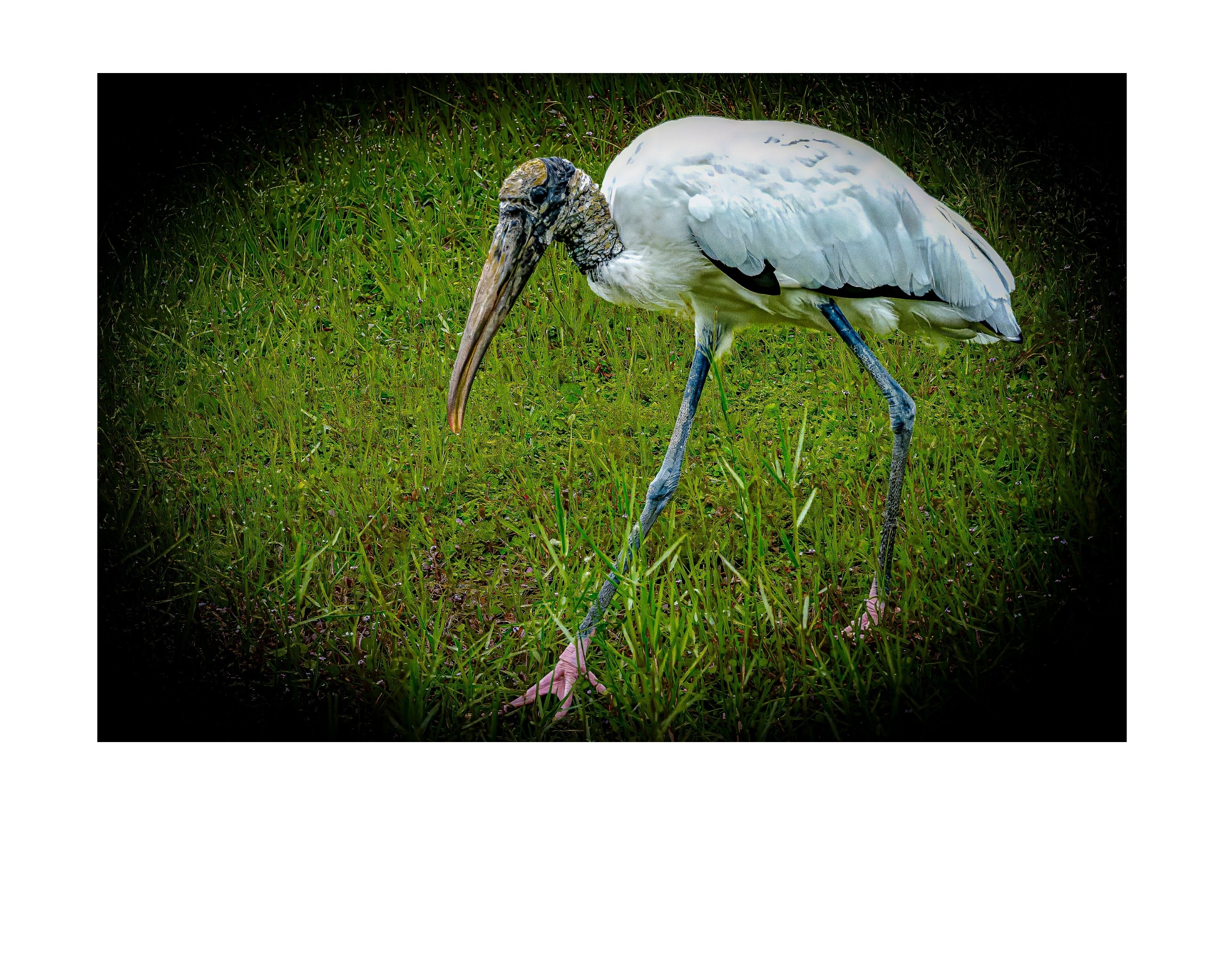 Wood Stork Foraging Wildlife Photography Print | Tiny Desk Photos No. 40