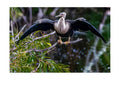 Anhinga Wings Outstretched Wildlife Photography Print | Tiny Desk Photos No. 41