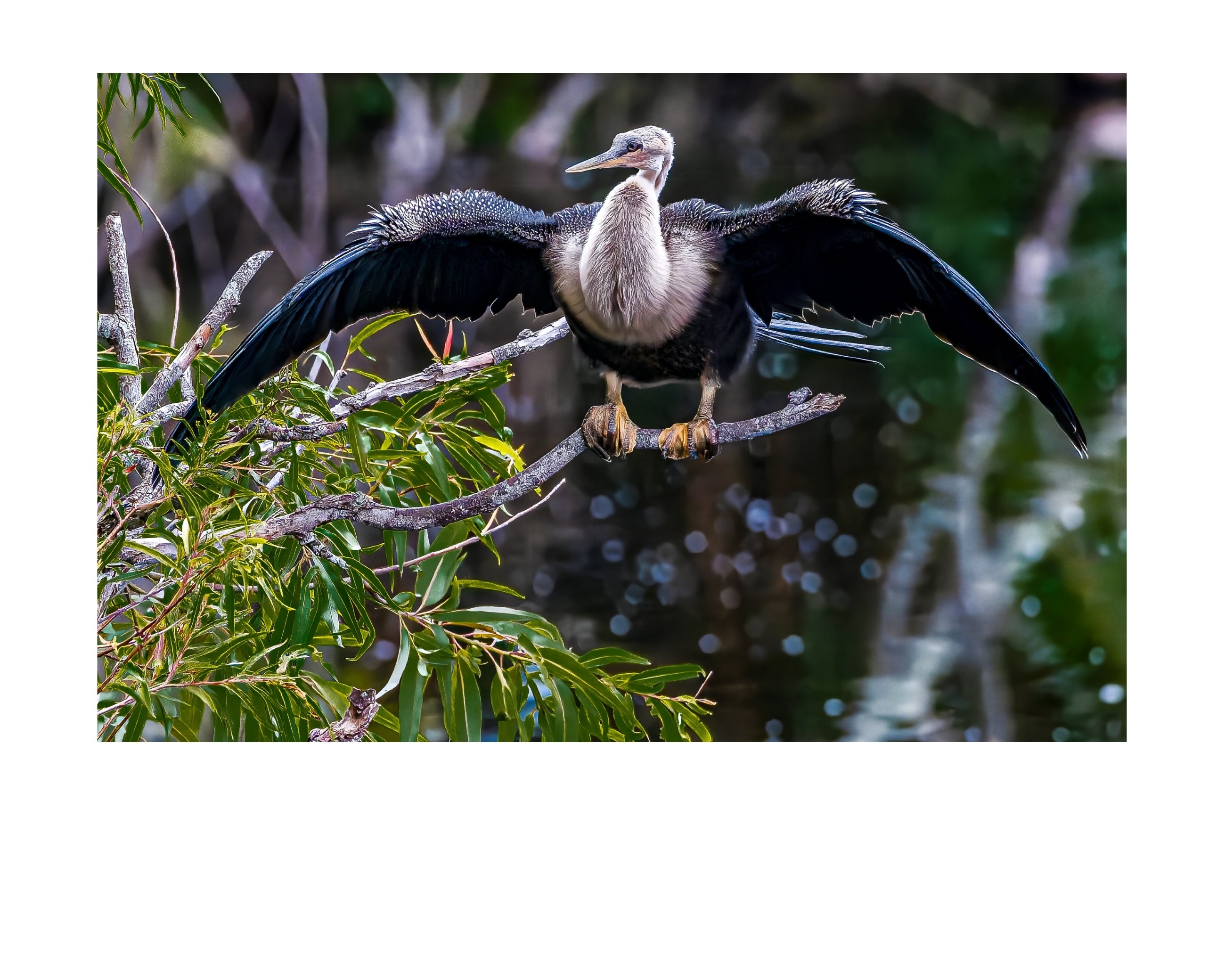 Anhinga Wings Outstretched Wildlife Photography Print | Tiny Desk Photos No. 41