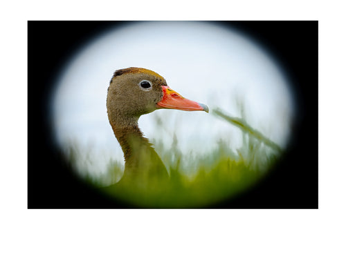 Black Bellied Whistling Duck Portrait Wildlife Photography Print | Tiny Desk Photos No. 42