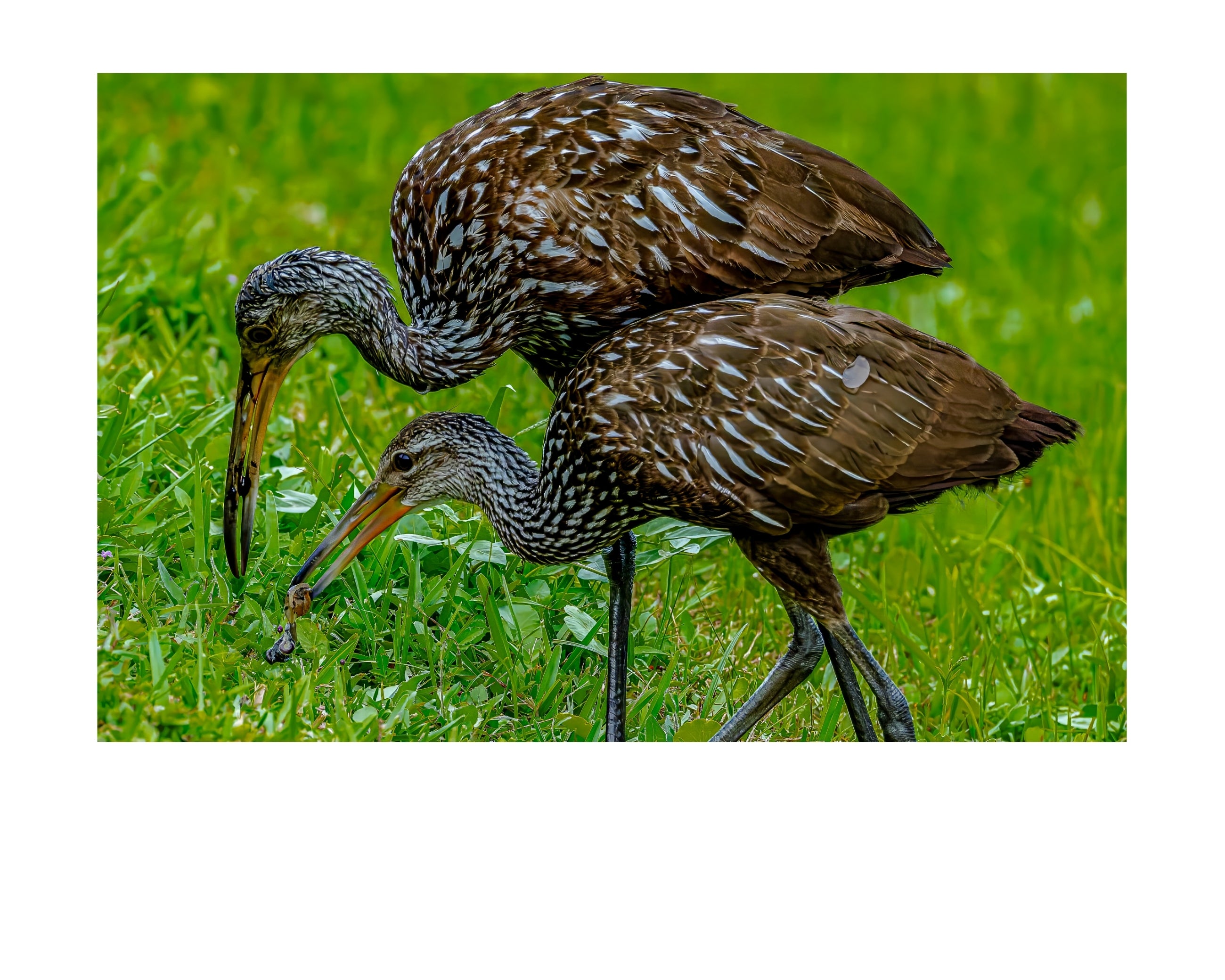 Limpkin Pair Feeding Wildlife Photography Print | Tiny Desk Photos No. 44