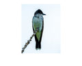 Eastern Kingbird Perched Wildlife Photography Print | Tiny Desk Photos No. 45
