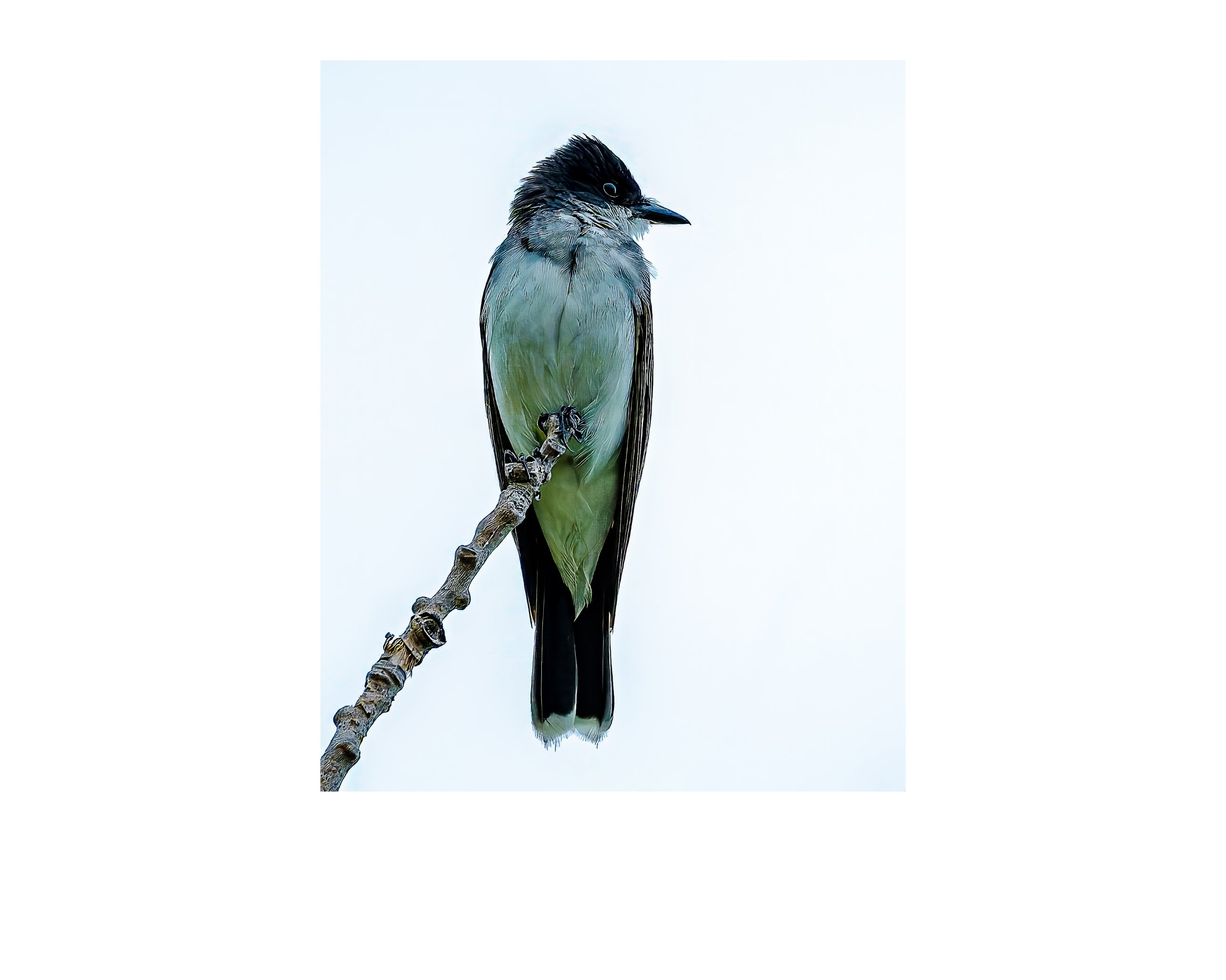 Eastern Kingbird Perched Wildlife Photography Print | Tiny Desk Photos No. 45