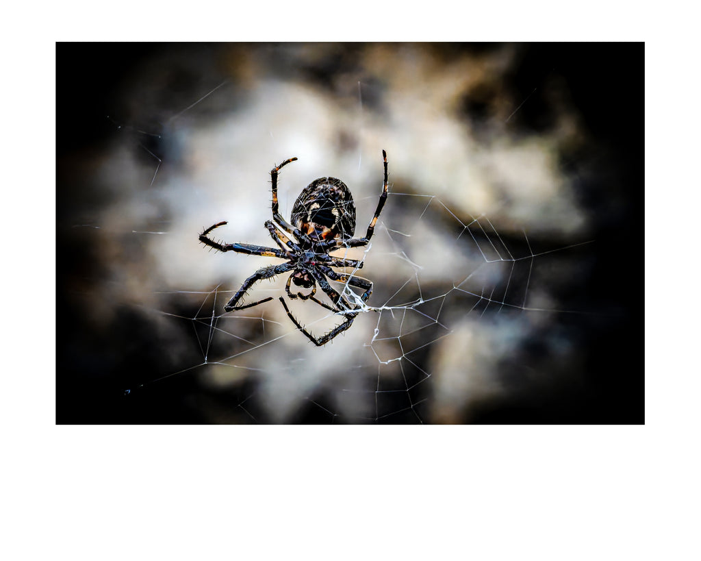 Orb Weaver Spider Web Wildlife Photography Print | Tiny Desk Photos No. 46