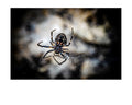 Orb Weaver Spider Web Wildlife Photography Print | Tiny Desk Photos No. 46