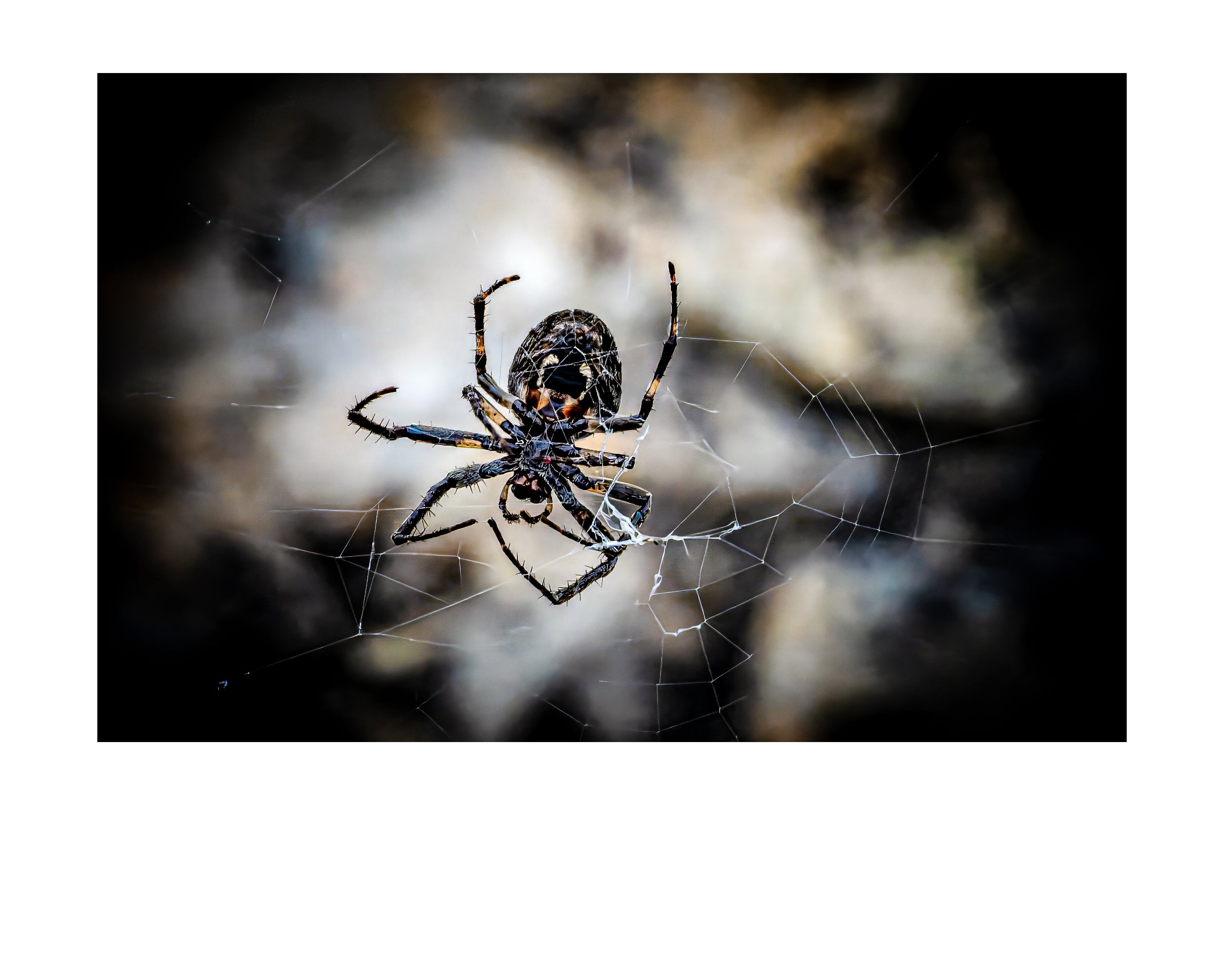 Orb Weaver Spider Web Wildlife Photography Print | Tiny Desk Photos No. 46