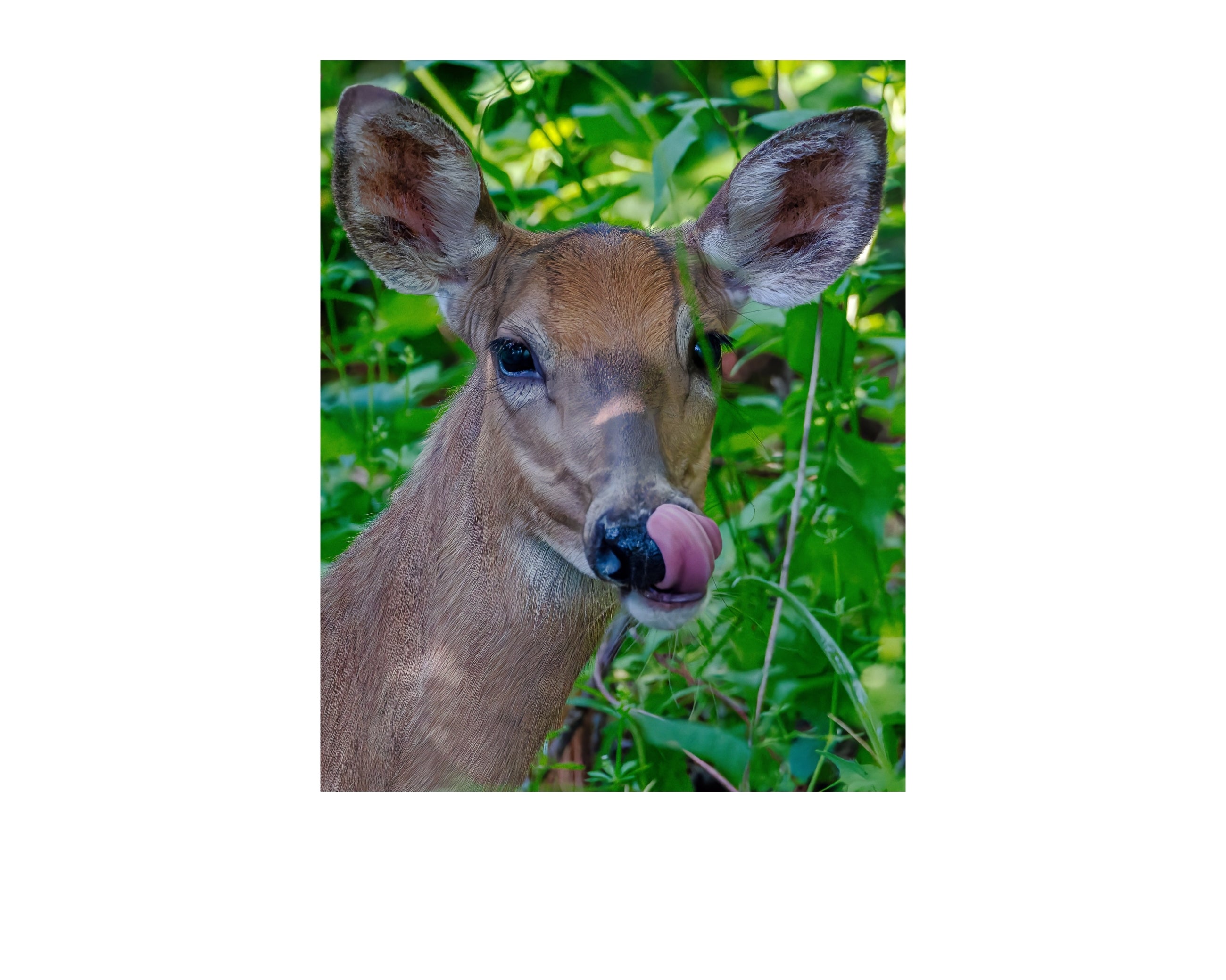 White Tailed Deer Close Up Wildlife Photography Print | Tiny Desk Photos No. 47