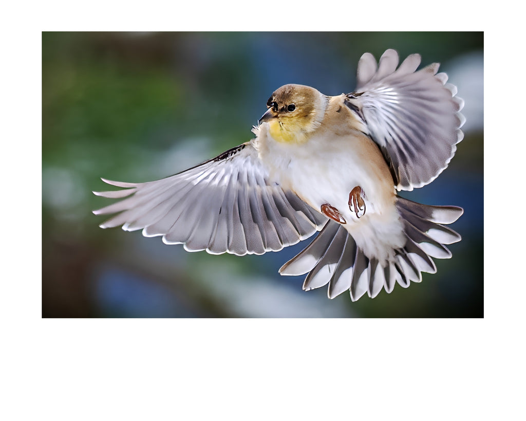 American Goldfinch Mid Air Flight Wildlife Photography Print | Tiny Desk Photos No. 49