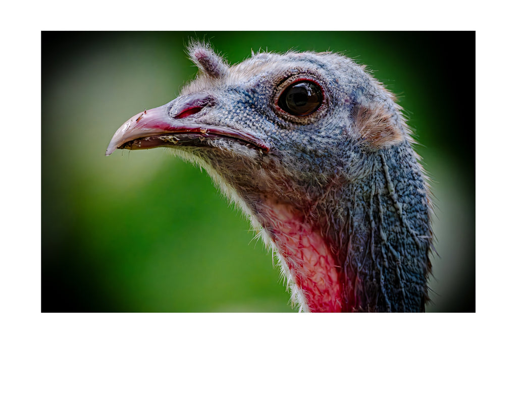 Wild Turkey Close Up Portrait Wildlife Photography Print | Tiny Desk Photos No. 51