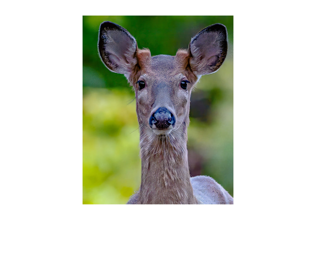 White Tailed Deer Portrait Wildlife Photography Print | Tiny Desk Photos No. 54