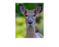White Tailed Deer Portrait Wildlife Photography Print | Tiny Desk Photos No. 54
