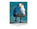 Royal Tern Standing Portrait Wildlife Photography Print | Tiny Desk Photos No. 55