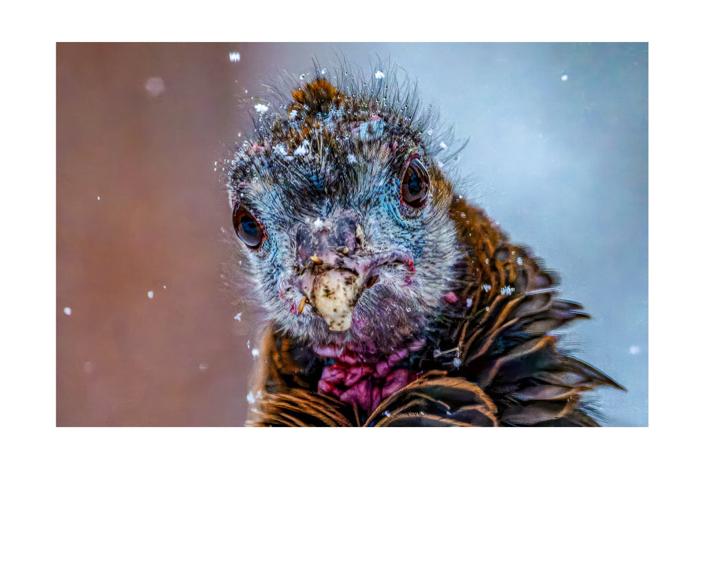 Wild Turkey Extreme Close Up Wildlife Photography Print | Tiny Desk Photos No. 56