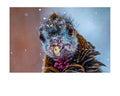 Wild Turkey Extreme Close Up Wildlife Photography Print | Tiny Desk Photos No. 56
