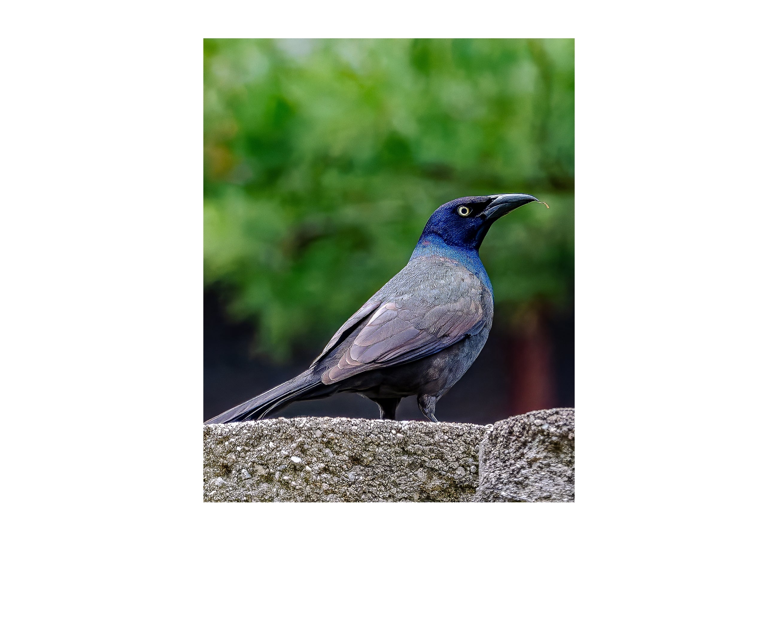Common Grackle Perched Portrait Wildlife Photography Print | Tiny Desk Photos No. 57