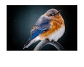 Eastern Bluebird Fluffed Feathers Wildlife Photography Print | Tiny Desk Photos No. 58