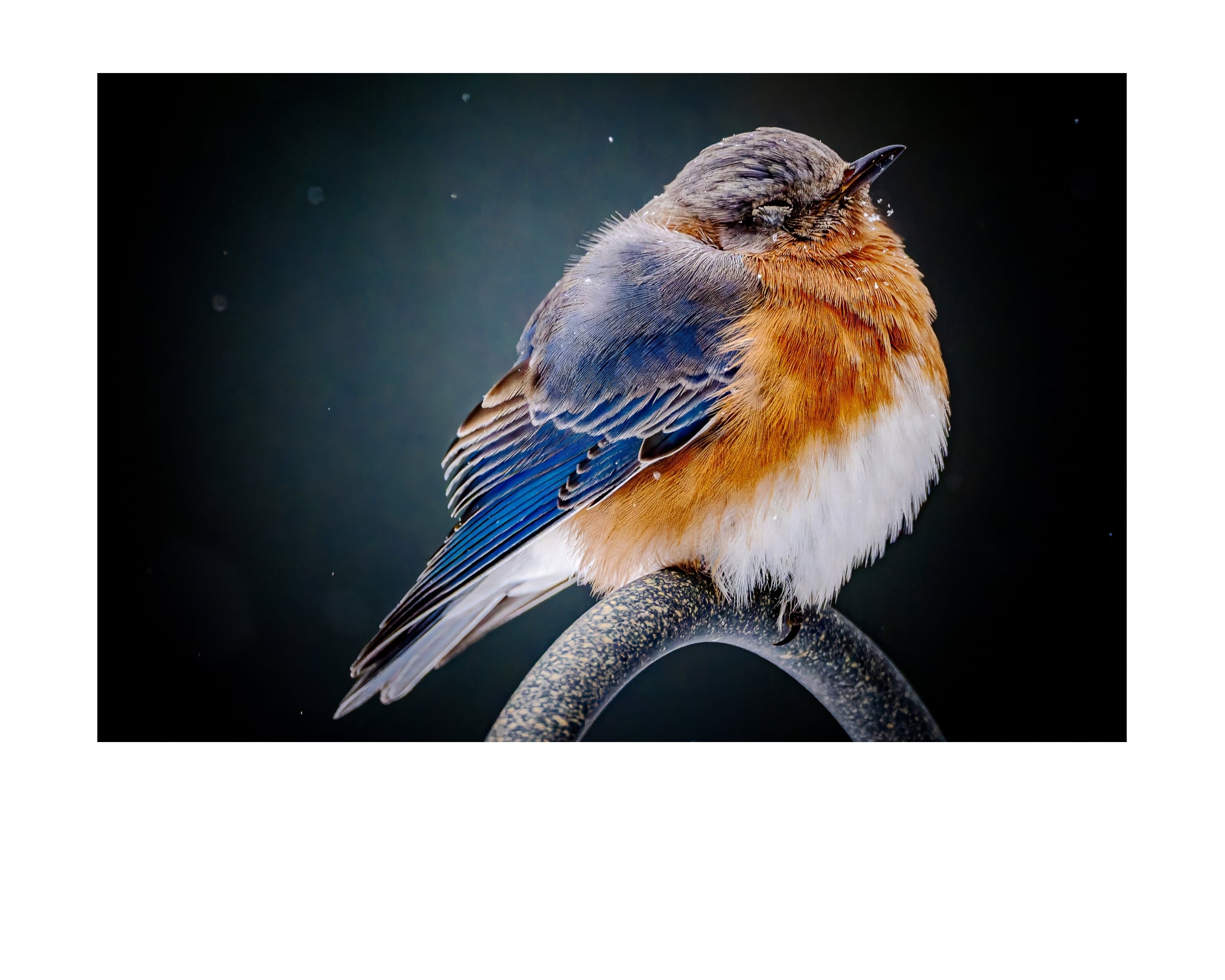 Eastern Bluebird Fluffed Feathers Wildlife Photography Print | Tiny Desk Photos No. 58