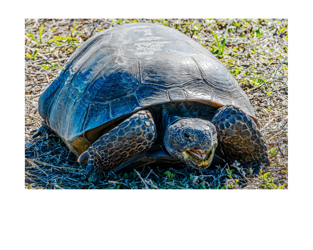 Gopher Tortoise Ground Portrait Wildlife Photography Print | Tiny Desk Photos No. 59