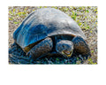 Gopher Tortoise Ground Portrait Wildlife Photography Print | Tiny Desk Photos No. 59