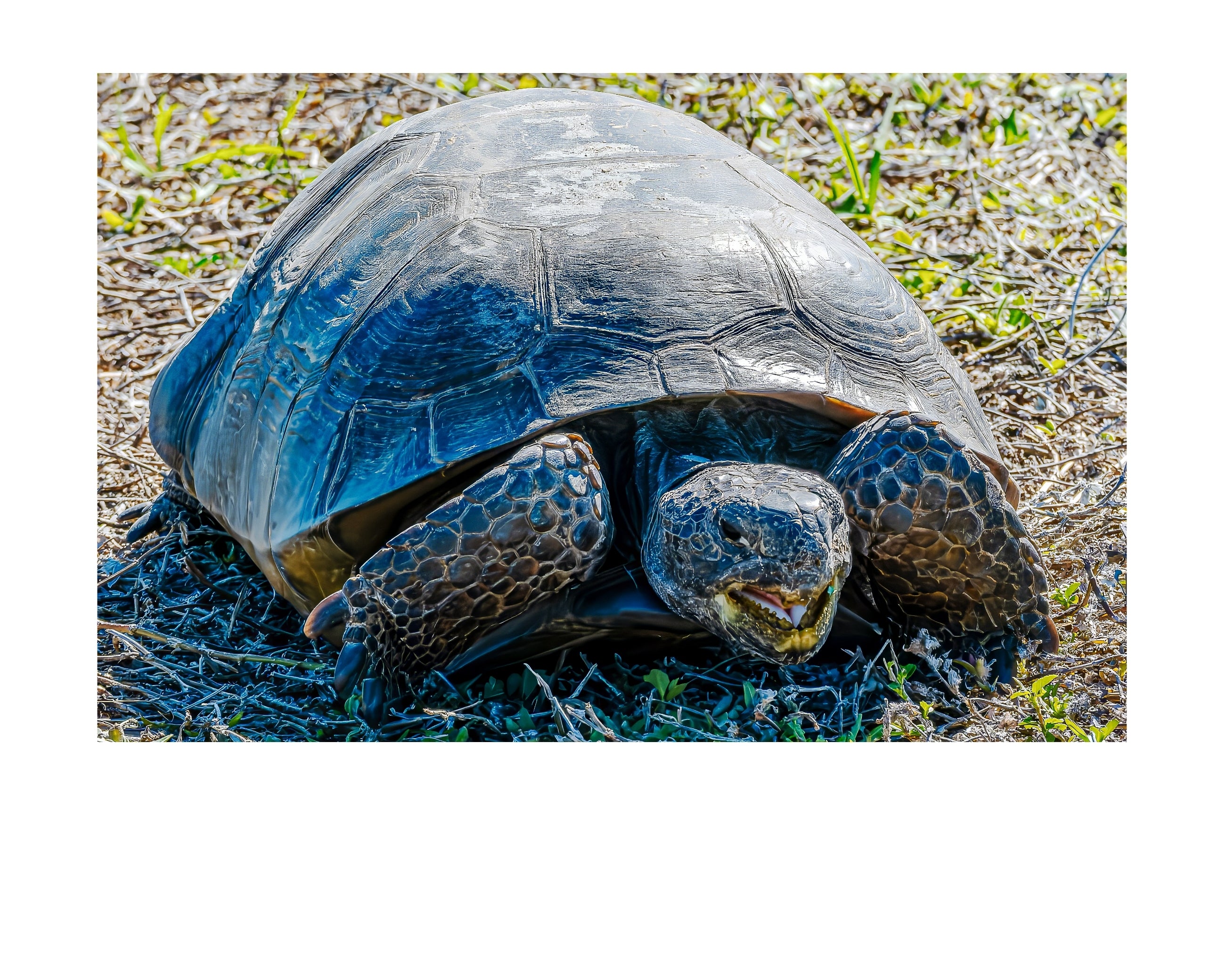 Gopher Tortoise Ground Portrait Wildlife Photography Print | Tiny Desk Photos No. 59