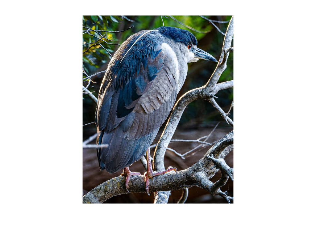 Black-crowned Night Heron Wildlife Photography Print | Tiny Desk Photos No. 62